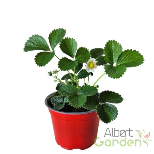 Folytontermő eper (cserepes)