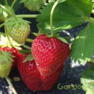 Folytontermő eper (kaspós)