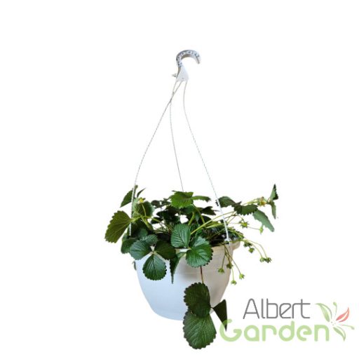 Folytontermő eper (kaspós)