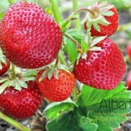 Folytontermő eper (Pack)