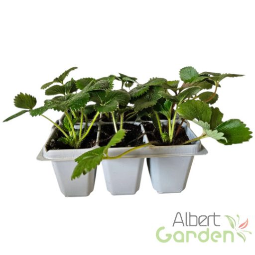 Folytontermő eper (Pack)