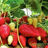 Kétszer termő eper (pack)