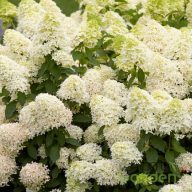 Bugás hortenzia Hydrangea Paniculata,Skyfall