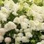 Bugás hortenzia Hydrangea Paniculata,Skyfall