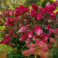 Bugás hortenzia Hydrangea Paniculata,wim