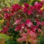 Bugás hortenzia Hydrangea Paniculata,wim