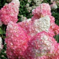 Bugás hortenzia Hydrangea 