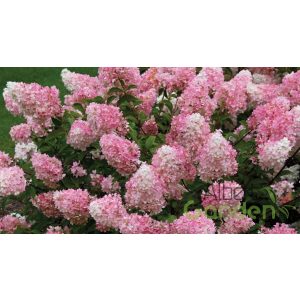 Bugás hortenzia Hydrangea 