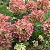 Bugás hortenzia Hydrangea paniculata 'graffiti'