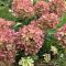 Bugás hortenzia Hydrangea paniculata 'graffiti'
