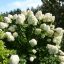 Bugás hortenzia Hydrangea paniculata 'hercules'