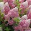Bugás hortenzia Hydrangea 'magical candle'