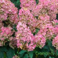 Bugás hortenzia Hydrangea 'pink diamond'