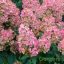 Bugás hortenzia Hydrangea 'pink diamond'
