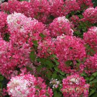 Bugás hortenzia Hydrangea 'diamond rouge'