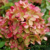   Bugás hortenzia Hydrangea paniculata 'little fresco'