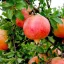 Gránátalma 'Punica granatum L. 'Iliana'