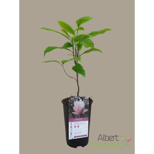 Liliomfa 'Magnolia soulangeana'