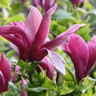 Liliomfa Magnolia liliflora 'nigra'