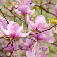 Liliomfa Magnolia 'george henry kern'