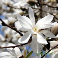Liliomfa Magnolia loebneri 'merrill'
