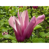 Nagy virágú liliomfa Magnolia 'susan'