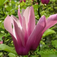 Nagy virágú liliomfa Magnolia 'susan'