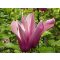 Nagy virágú liliomfa Magnolia 'susan'
