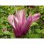 Nagy virágú liliomfa Magnolia 'susan'
