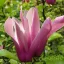 Nagy virágú liliomfa Magnolia 'susan'