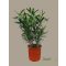 Leander/ 25 / 60-70 cm