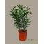 Leander/ 25 / 60-70 cm