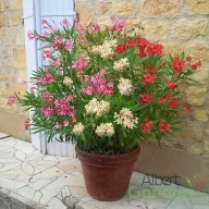 Trikolor leander háromszínű virágú, mediterrán teraszra