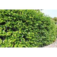 Babérmeggy / caucasica (30-40)