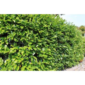 Babérmeggy / caucasica (30-40)