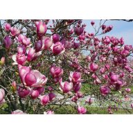 Liliomfa Magnolia soulangeana 