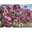 Liliomfa Magnolia soulangeana 