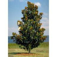 Örökzöld liliomfa, Magnolia grandiflora 