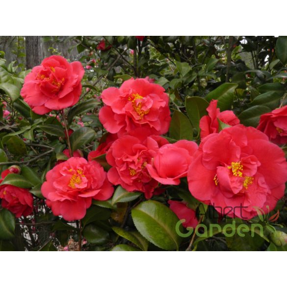 Japán kamélia camellia japonica 