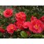 Japán kamélia camellia japonica 