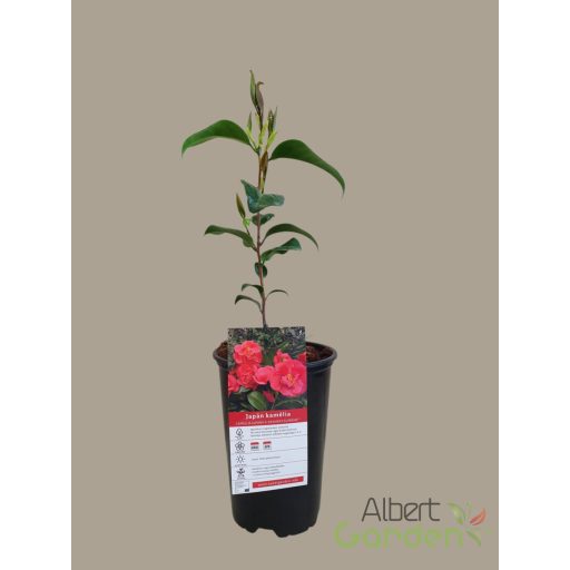 Japán kamélia camellia japonica 