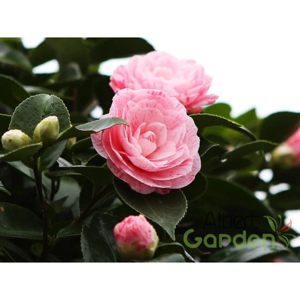 Japán kamélia camellia japonica 'William bartlett'