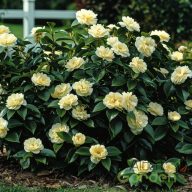   Japán kamélia camellia japonica 'brushfield's yellow'