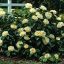 Japán kamélia camellia japonica 'brushfield's yellow'