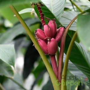 Pink törpe banán musa 'velutina'
