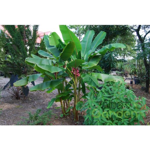 Pink törpe banán musa 'velutina'