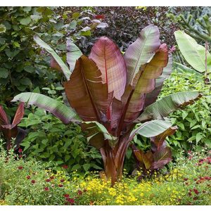 Vörös abesszín banán ensete ventricosum 'maurelli'