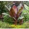 Vörös abesszín banán ensete ventricosum 'maurelli'