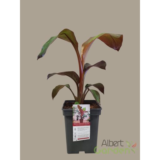 Vörös abesszín banán ensete ventricosum 'maurelli'