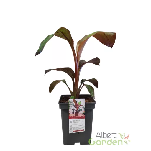 Vörös abesszín banán ensete ventricosum 'maurelli'